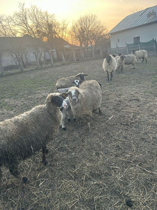 Oi suffolk și carabas