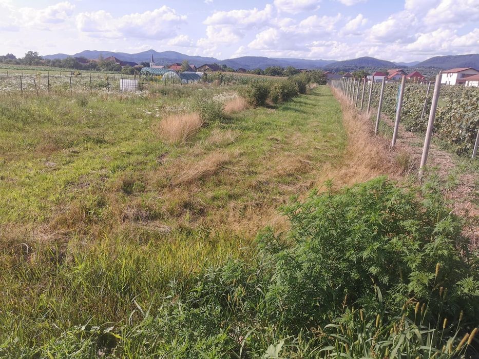 Teren intravilan, sat Sasar
