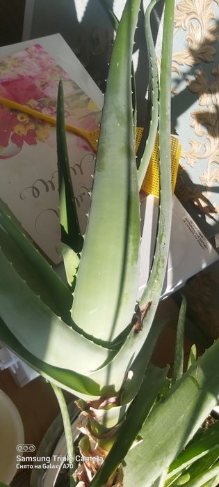 Лечебный  алое  вера