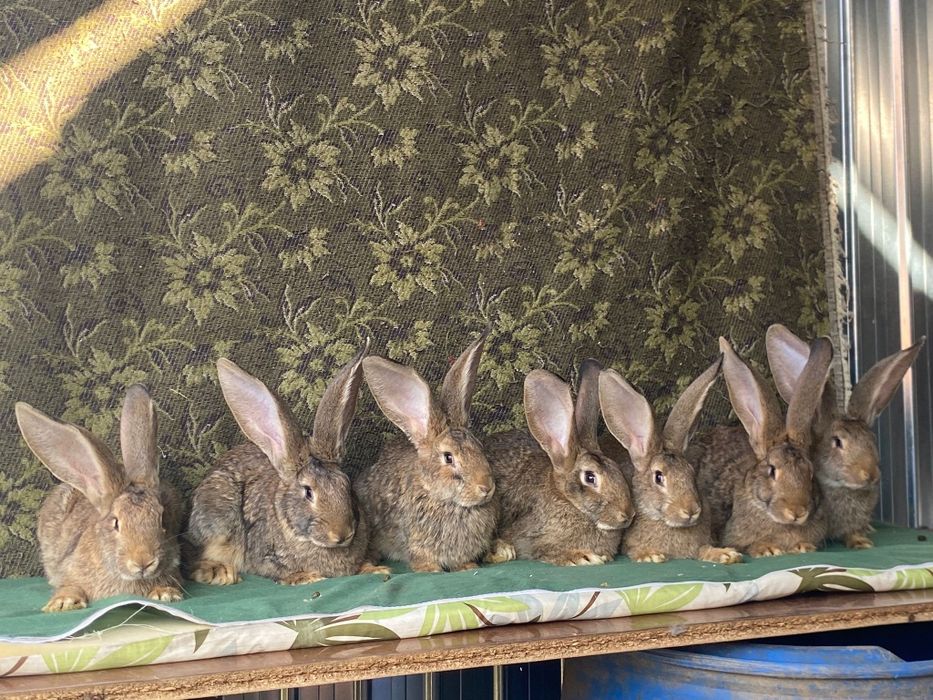 Vând Iepuri rasa uriaș german