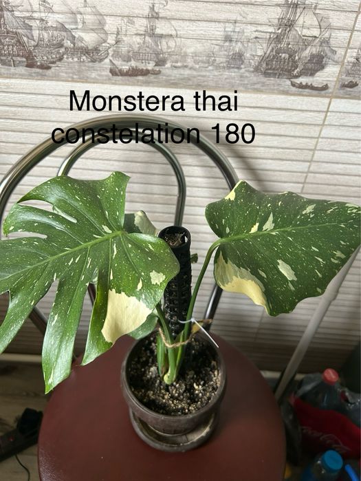 Plante din familia monstera de vanzare . Pret la fiecare planta.