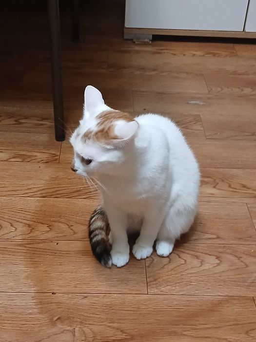 Дарю девочку стерелизованую