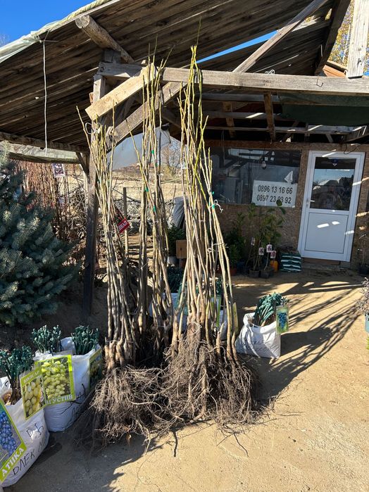 Дрян, Ядлив Кестен и орехи