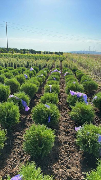 Лавровишна,футиния! Рози,лейланди и смарагд!