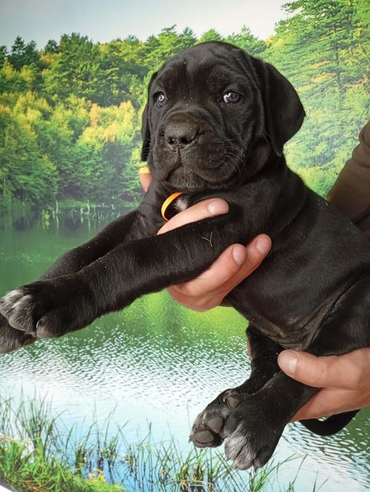 Кане Корсо cane Corso Italiano