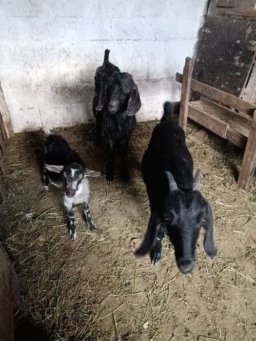 Коза.       козел