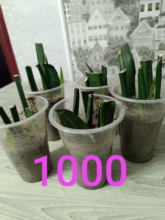 Недорого цветы продам