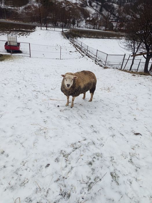 Vând oaie  Texal si un berbec Dorper