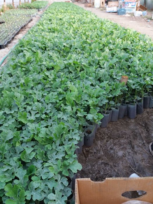 Разсад дини, пъпеши на присадка, домати