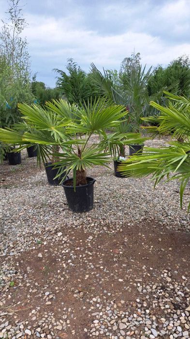 Plante Verzi și Bogate pentru Amenajarea Grădinii