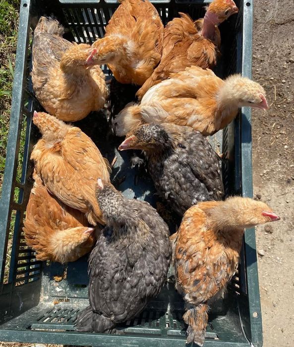 Bună ziua dragi clienți astăzi deschidem prima serie de pui Albi de carne și colorat rasă mixtă