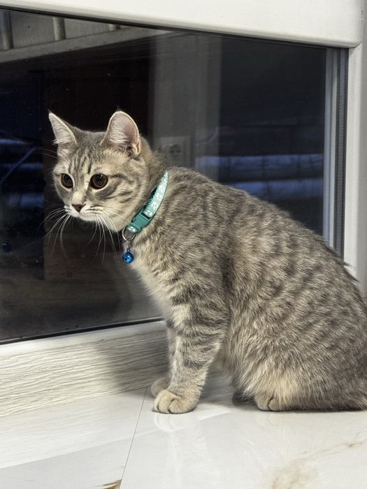 Продаётся прямоухая короткошерстная девочка