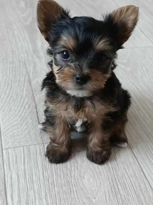 Йоркширский терьер