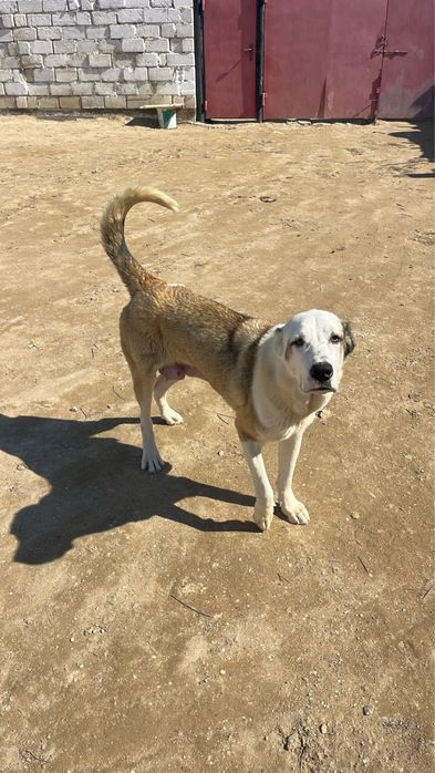 Казак тобет кушиктери