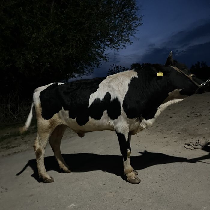 Бұқа сатылады сроч