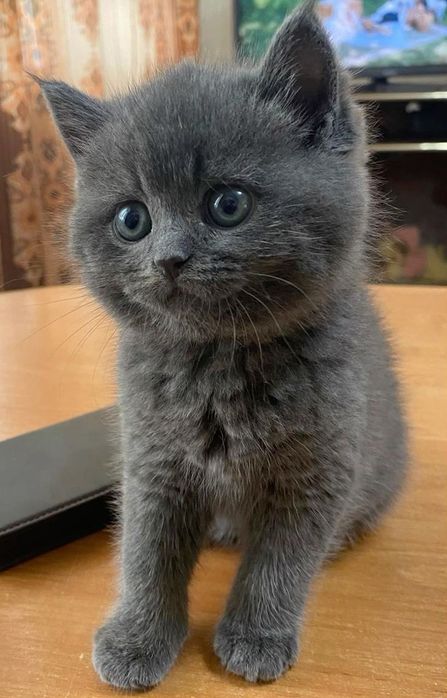 British shorthair fetiță pedegree