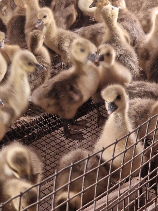 Гуси Крупно Серый и Линда