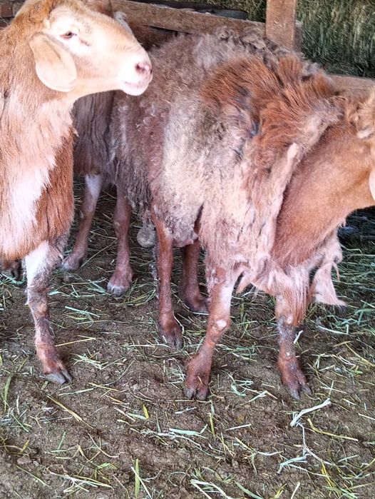 Кошкарлар сатылады