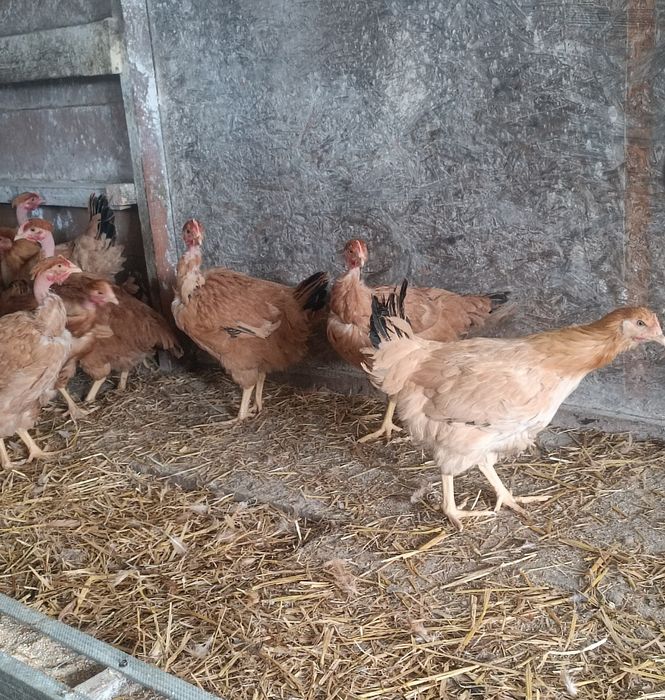 Puicuțe rasă mixta tinere