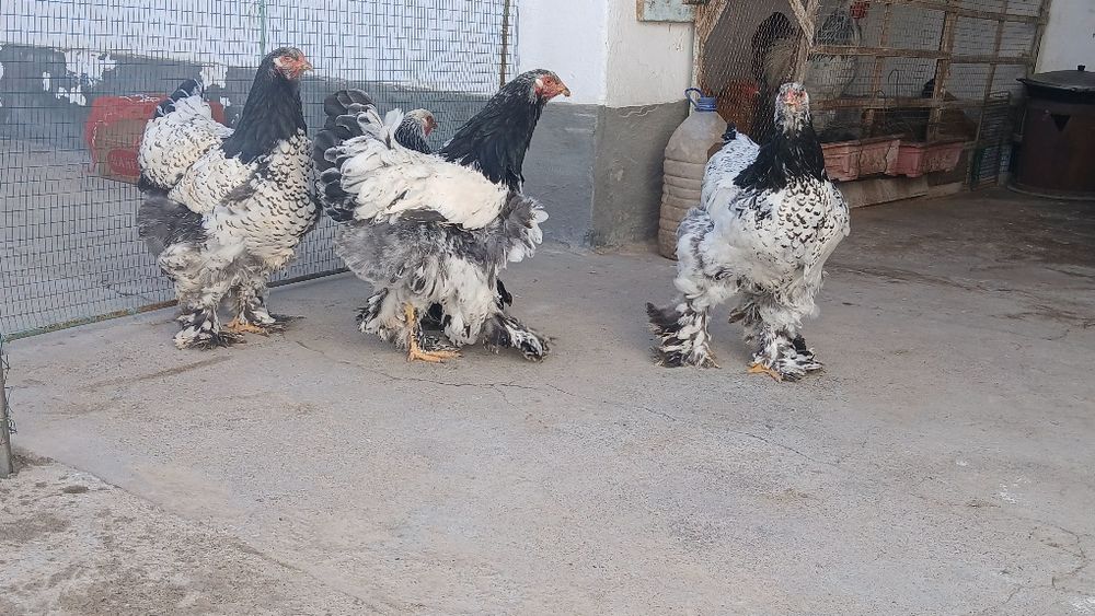 Brama tochkaliklar sptuvda