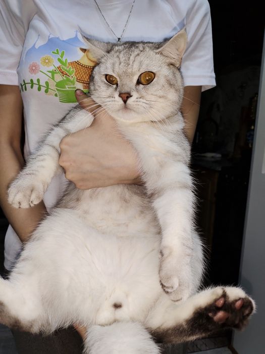 Опытный и очень крупный котик на вязку