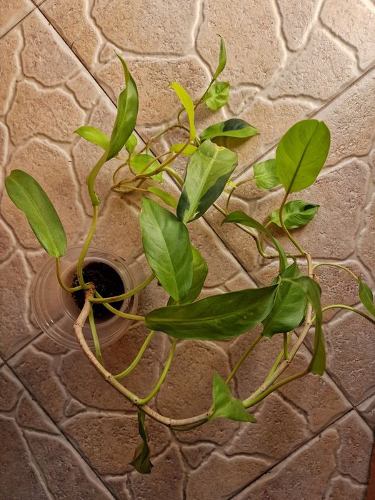 Филодендрон Грин энд голд