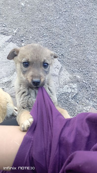 Срочно щенок ищет дом