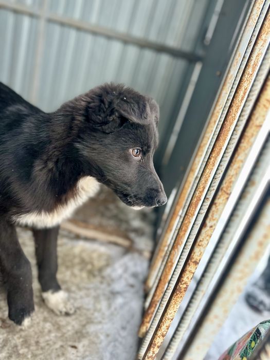 Отдам щенка девочку