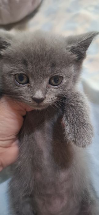 Шиншила боласи 1 ойлик мушукча сотилади