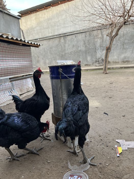 Gigant Qora shaxzoda tuxumlariga zakaz olamiZ