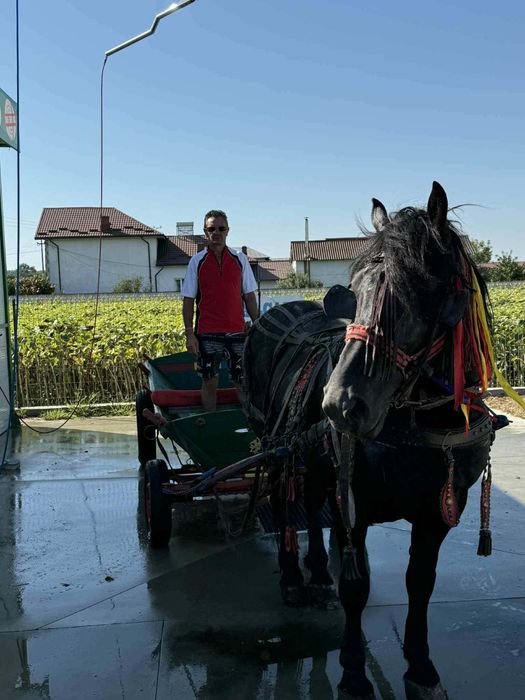 Se vinde armăsar