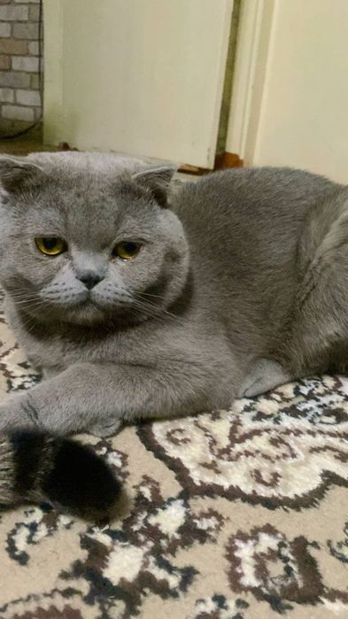 Мушук сотилади Скотш фулд