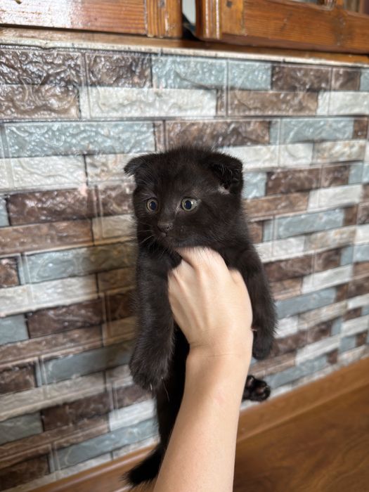 Скоттиш фолд котят