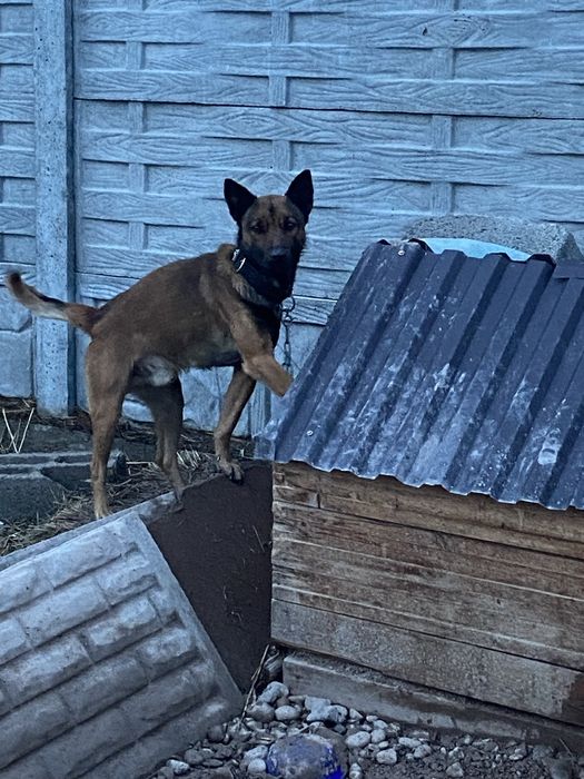 БельгийскаЯ ОвчаркА Срочно!