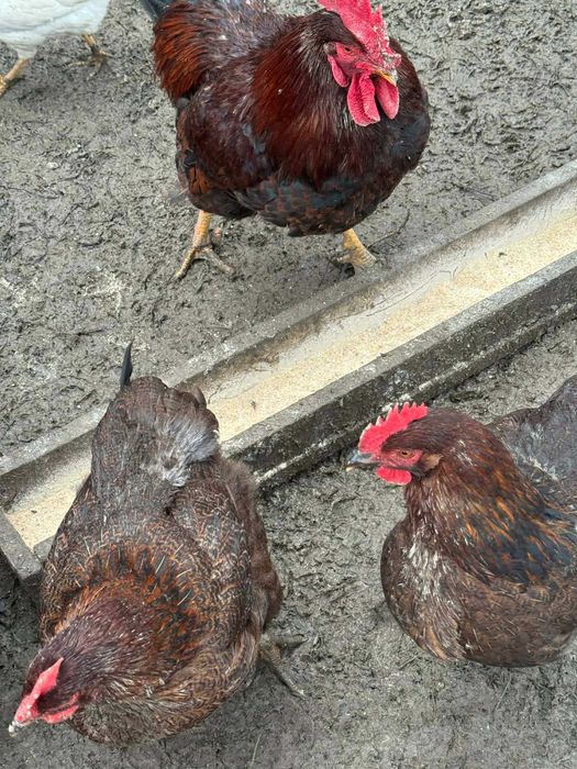 Катунски Кокошки