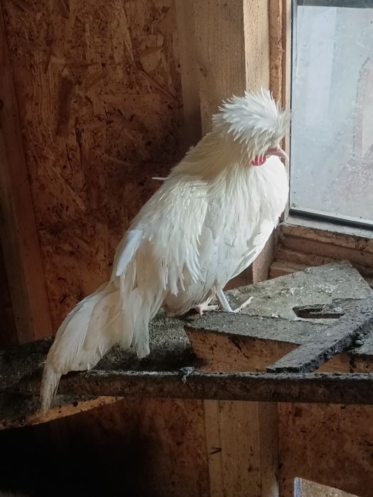 Oua pentru incubat motata olandeza ,Brakel , Austrolop și Brahma