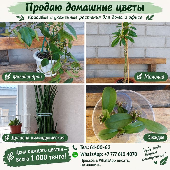 Продам комнатные растения