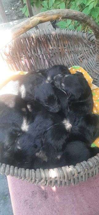 Продам щенков овчарки 1мес