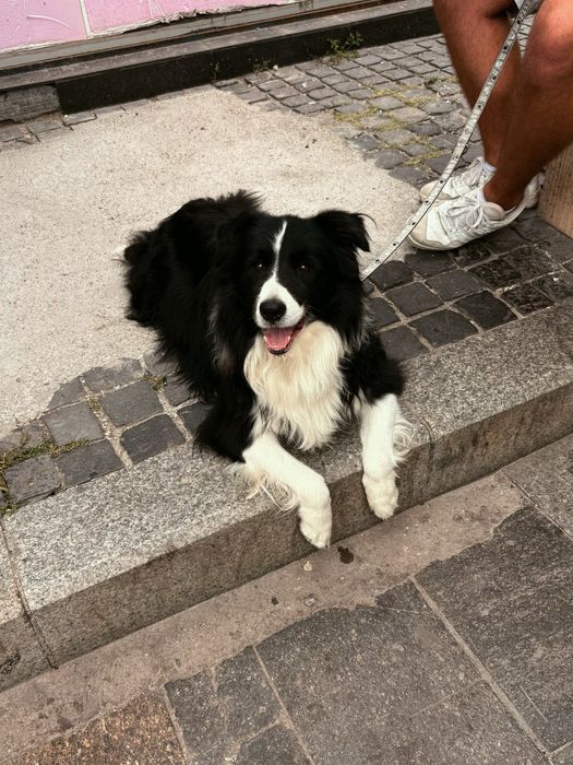 Pet Sitter Bucuresti