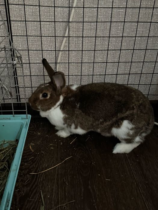 Продам декоративного кролика