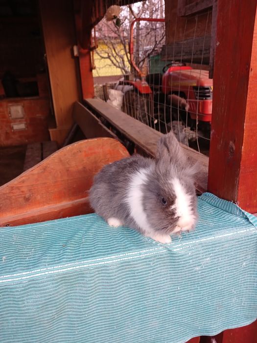 Iepurași pitici Cap de Leu