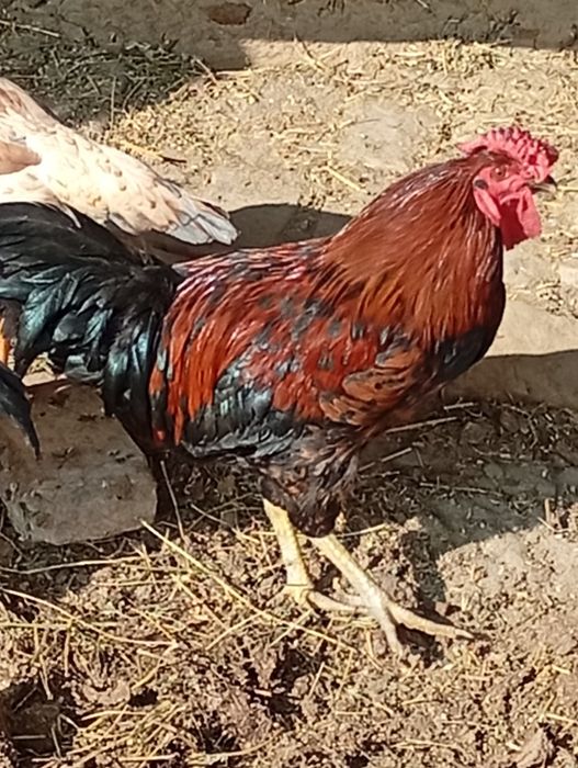 Xuroʻz sotiladi 5-oylik