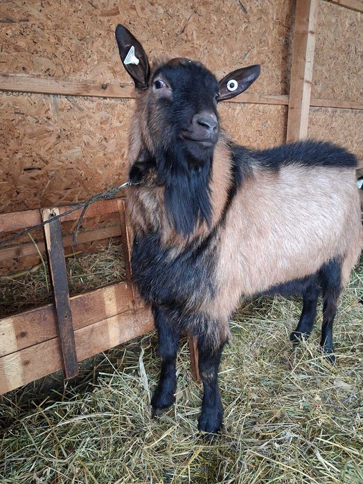 Tap alpin de vanzare