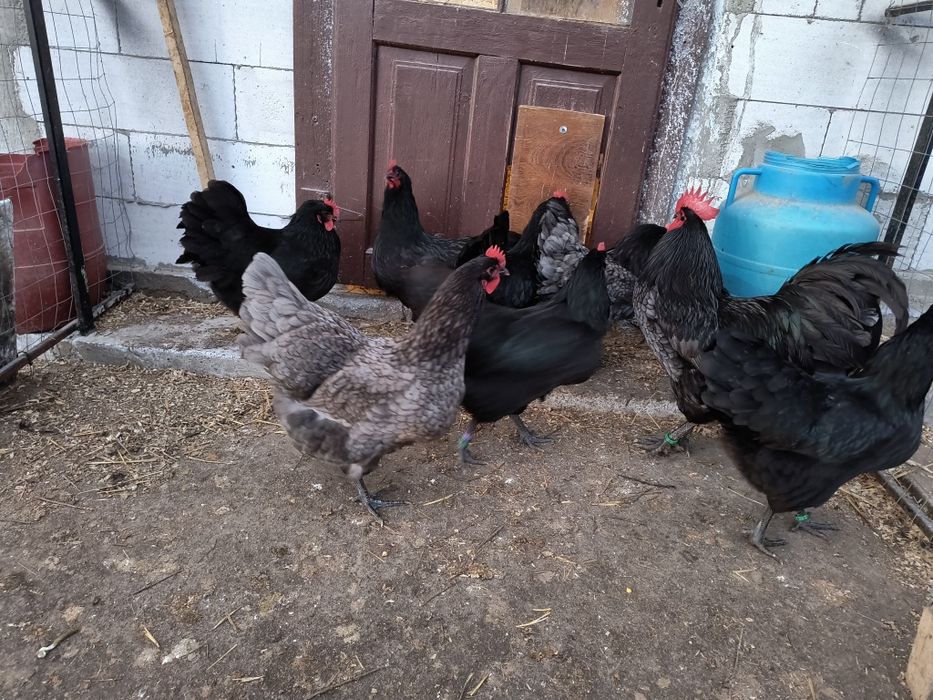Oua incubat australorp