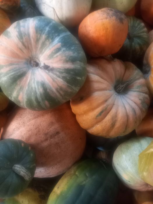 Тыква Кабачки Тыква.