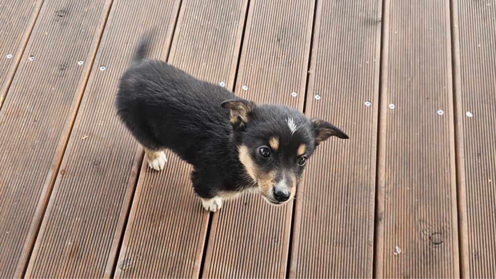 Отдам 2 щенков в хорошие руки