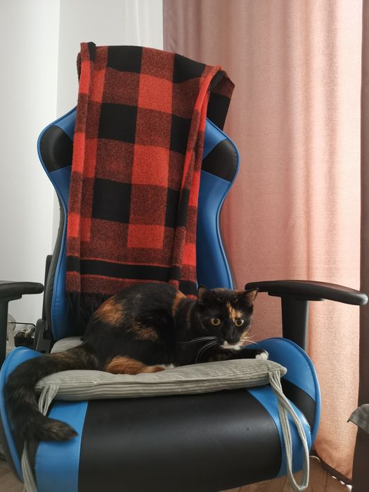 Кошку в добрые руки