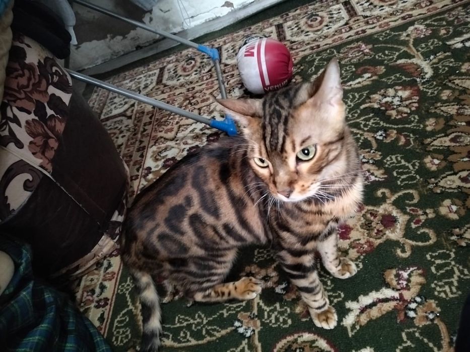 Срочно продам кота