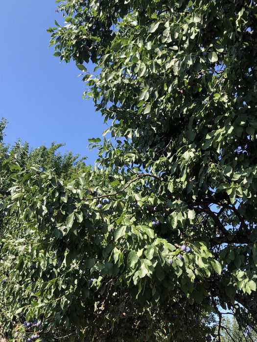 Vand prune pentru palincă