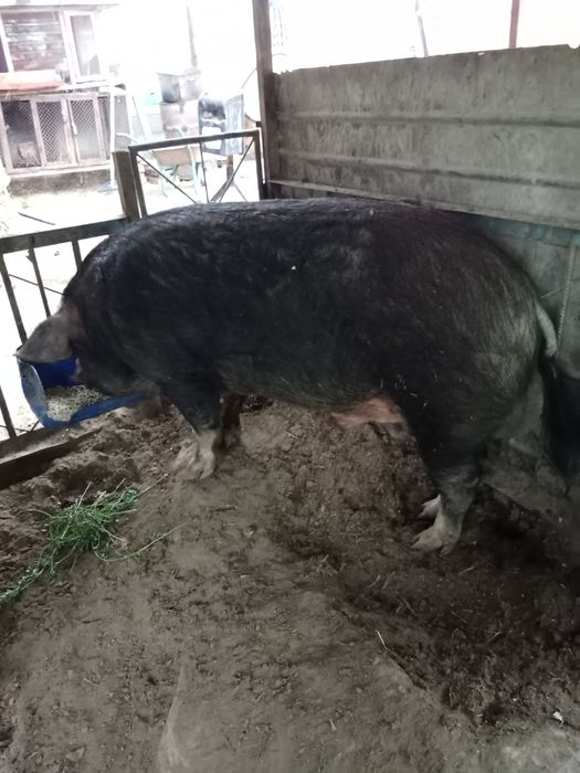 Продам кабана производителя